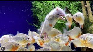 Piranhas vs RAT – Night Live Feeding Time GRAPHIC CONTENT