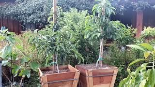 What is the Best Type of Soil For Your Avocado Trees in a Container?