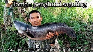 SPOOT SAGULING IKAN TOMANNYA MULAI BANYAK#maserikan #fishhunting