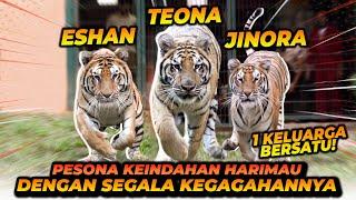 TIGER IN ACTION  MELIHAT KEINDAHAN HARIMAU SECARA DETAIL DAN SLOWMO 