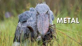 Shoebills are Metal