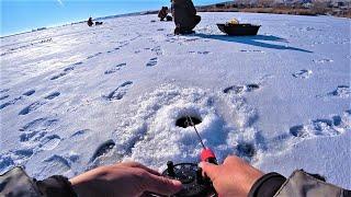 BLOWS like a SHOCKER one by one Winter fishing for walleye