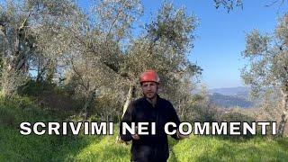 Tutorial potatura olivo post.riformaL’oliveto abbandonato