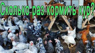 Кормление кур  Какая норма для кур несушек?