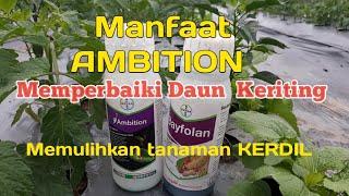 MANFAAT AMBITION\Asam Amino untuk memperbaiki tanaman yg kerdil dan daun keriting