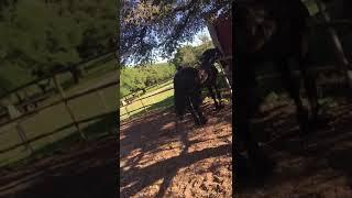 Deadly horse kick Mare kills Stallion