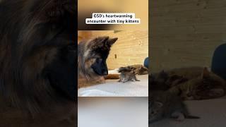 My GSD meets tiny kittens for the first time  #germanshepherd #kittens #dogreaction