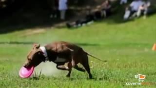 Jouet Frisbee pour Chiens