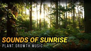 Plant Growth Music  Sounds of Sunrise - Maximize Your Plants Potential
