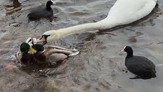 Mallard duck fight