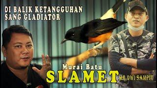 DI BALIK KETANGGUHAN SANG GLADIATOR Murai Batu SLAMET Pernah Mengalami Masalah Ini 