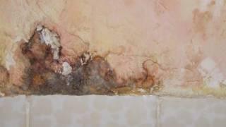 Mold  Toledo OH – Toledo Basement Repair