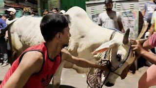 Biggest OX unloading video in Tantibagan 2024 #angrybull #shortsviral #trending @PETSDEEWANGI