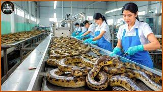 How Chinese Farmers Raise And Process Millions Of Snakes Into Wine - Snake Farm