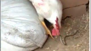 Cock eats snake in village peru goes viral on Social media  by HDmovie. Com channel