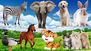 Interesting animal sounds around us the cutest animals in the world