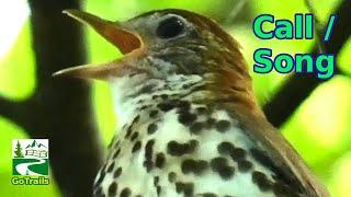 Wood thrush song  call  sounds  Bird