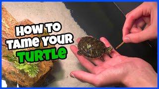 How To Tame Your Pet TURTLE