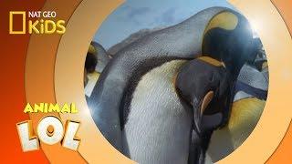 King Penguins  Animal LOL