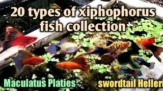 20 jenis ikan xiphophorus  platy - swordtail        20 types of xiphophorus fish @javaphorus farm