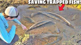 Saving Fish TRAPPED in MUD