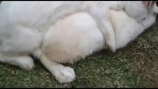 Rabbit meting ph video