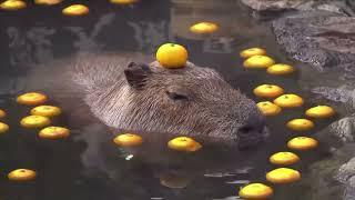 ok i pull up capybara