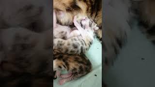 Время полдника #bengalcat