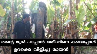 PAMBADY RAJAN l തന്റെ മുൻ പാപ്പാൻ രതീഷിനെ കണ്ടപ്പോൾ ഉറക്കെ വിളിച്ചു രാജൻ