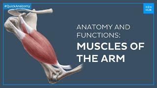 Arm muscles Anatomy and functions in less than 3 minutes - Quick Anatomy  Kenhub