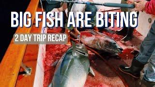 Big Bluefin Tuna are Back