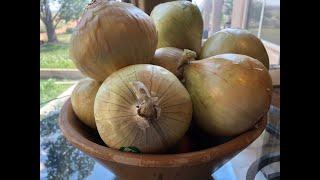 Dehydrating Walla Walla Sweet Onions