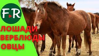 Самое крупное животноводческое хозяйство Казахстана и СНГ. Тысячи голов скота