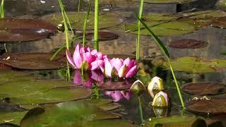 10 hours of swamp sounds with coqui frogs and crickets - Swamp ambience water lilies for relax