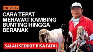 CARA MERAWAT KAMBING BUNTING AGAR ANAKNYA LAHIR SEHAT  @AGROTV9