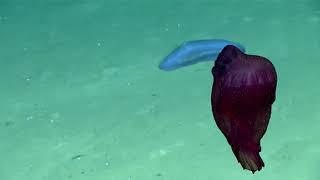 Sea Cucumbers Océano Profundo 2018