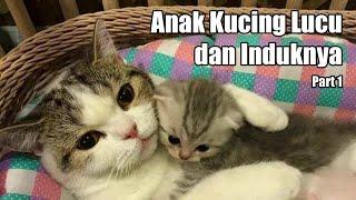 Anak Kucing Lucu dan Induknya Part 1 13 menit