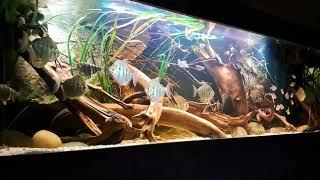 Amazon biotope aquarium