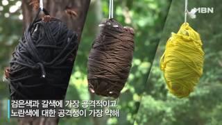 벌초하러 갈때 벌에 안쏘이는 꿀TIP 공개