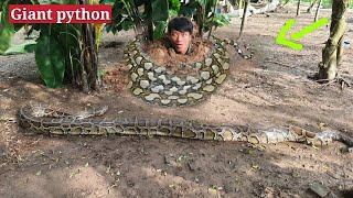 200 kg giant snake scares young people into panic