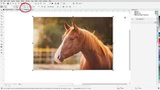 Improve the Size and Quality of your Images  CorelDRAW for Windows