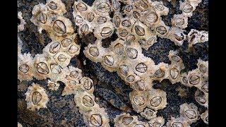 Facts The Acorn Barnacle