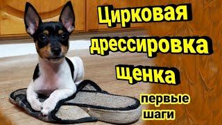 Цирковая дрессировка щенка.Начало.Первые трюкиCircus puppy training first tricks