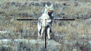 Charging Coyote Dropped    #shorts #hunting