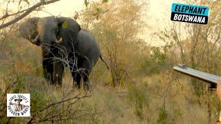 She Gets a Huge Elephant on Day 1