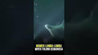 Nasib Lumba Lumba Terjebak Sampah di Laut Akibat Ulah Manusia Diselamatkan Penyelam Baik Hati