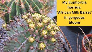 My Euphorbia horrida African Milk Barrel in GORGEOUS Bloom #cactus #cacti #euphoria