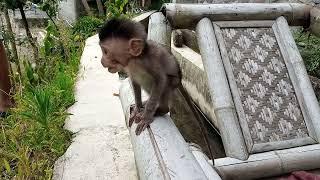 BABY MONKEY EAT CHILI PEPPER