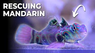 Rescuing Malnourished Green Spotted Mandarin Fish It didnt end well  Blue Reef Tank