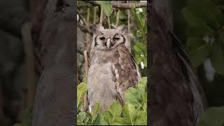 Verreauxs Eagle-owl #shorts